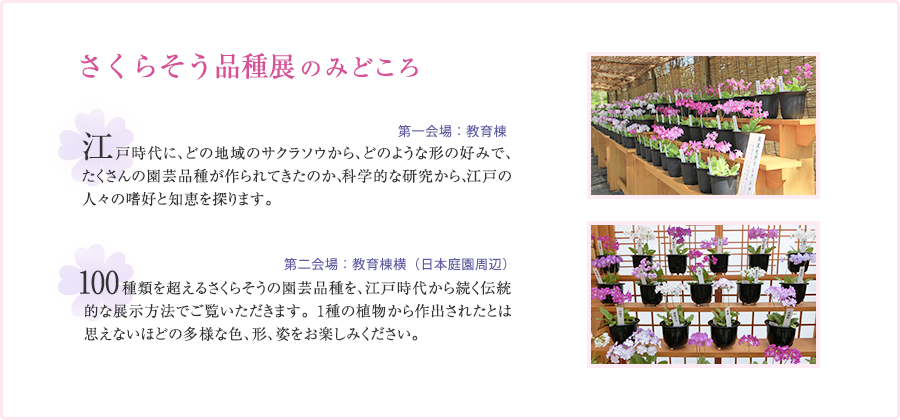 さくらそう品種展のみどころ
