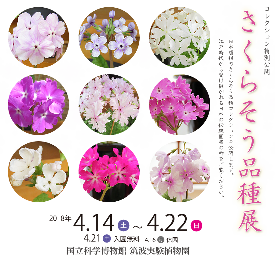 さくらそう品種展