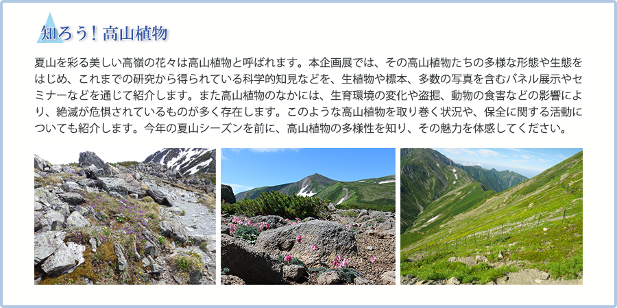 夏山を彩る美しい高嶺の花々は高山植物と呼ばれます。本企画展では、その高山植物たちの多様な形態や生態をはじめ、これまでの研究から得られている科学的知見などを、生殖物や標本、多数の写真を含むパネル展示やセミナーなどを通じて紹介します。また高山植物のなかには、生育環境の変化や盗掘、動物の食害などの影響により、絶滅が危惧されているものが多く存在します。このような高山植物を取り巻く状況や、保全に関する活動についても紹介します。今年の夏山シーズンを前に、高山植物の多様性を知り、その魅力を体感してください。