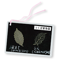 葉脈しおりをつくろう