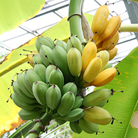 キングバナナ