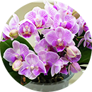 手の平サイズの胡蝶蘭をたのしむ