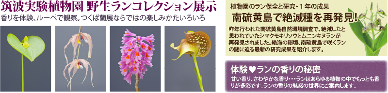 多目的温室　世界のめずらしい野生ラン　野生ランコレクション展示