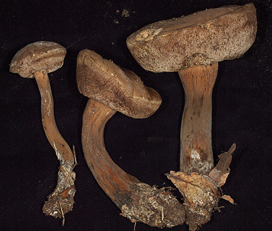 ニガイグチモドキ