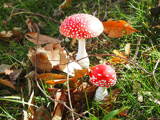 ニガイグチモドキ