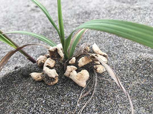 スナジホウライタケ