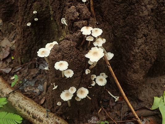 オオシロアリタケ属