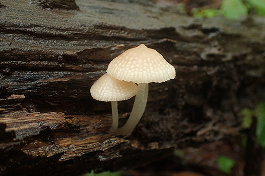 アミヒカリタケ