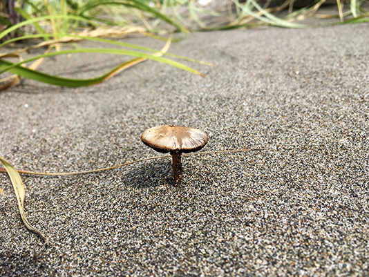 ナヨタケの仲間