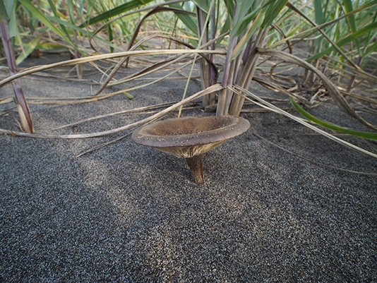 ザラミノシメジ属