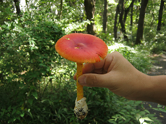 タマゴタケ採集