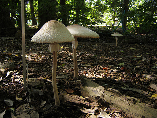 マントカラカサタケ