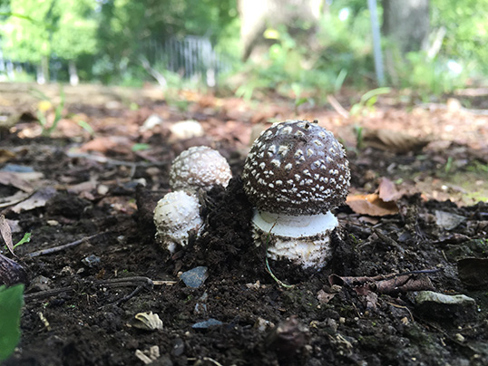 イボテングタケ幼菌