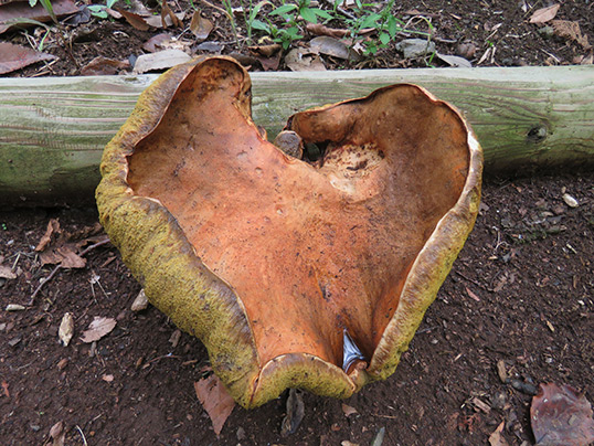 ヤマドリタケモドキ