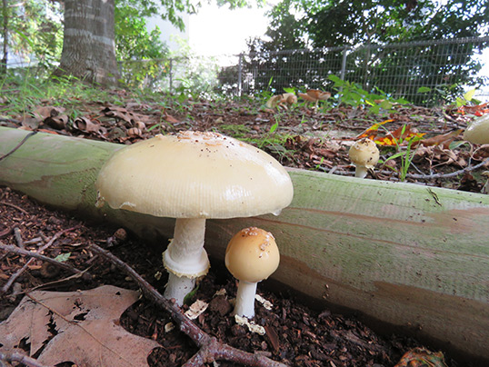 ウスキテングタケ