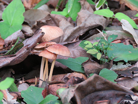 ワサビカレバタケもしくはその近縁種