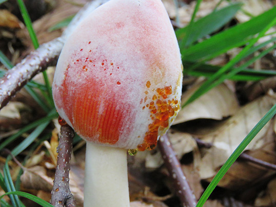 他の菌に寄生された状態のタマゴタケ