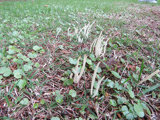 シロソウメンタケ