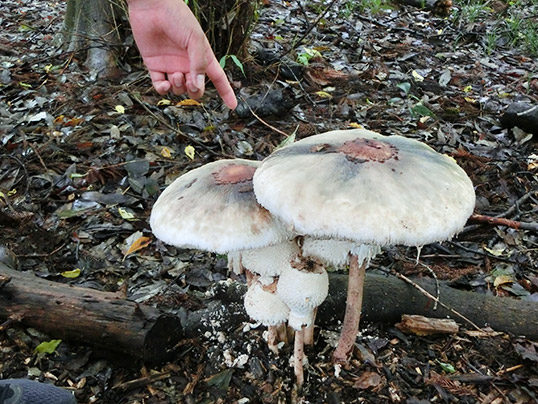 マントカラカサタケ