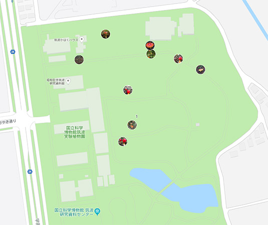 グーグルマップ　タマゴタケ・ベニテングタケマップ　筑波実験植物園内