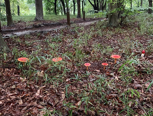 9月29日タマゴタケの様子