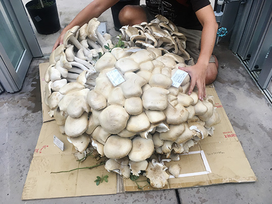 巨大な「ニオウシメジ」
