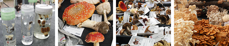 きのこイメージ