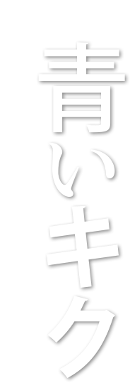 特別展示　青いキク