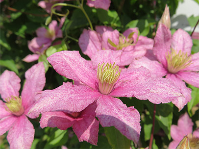 クレマチス ‛かぐや’