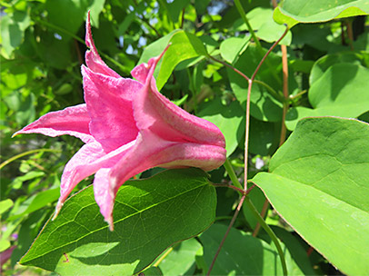 クレマチス ‛ダッチェス・オブ・アルバニー’