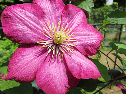 クレマチス ‛ビル・ド・リオン’