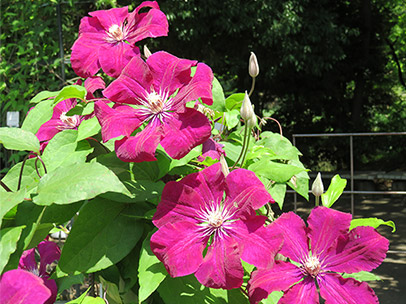 クレマチス ‛ルージュ・カーディナル’