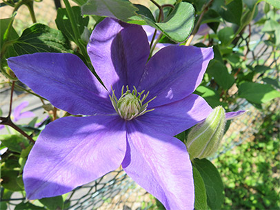 クレマチス ‛藤娘’