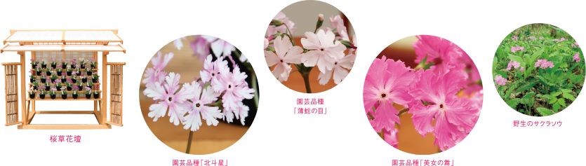 展示内容　桜草花壇、園芸品種「北斗星」「薄蛇の目」「美女の舞」「野生のサクラソウ」