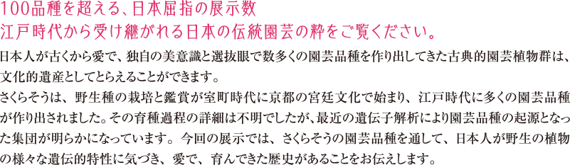 100品種を超える、日本屈指の展示数　江戸時代から受け継がれる日本の伝統園芸の粋をご覧ください。日本人が古くから愛で、独自の美意識と選抜眼で数多くの園芸品種を作り出してきた古典的園芸植物群は、文化的遺産としてとらえることができます。さくらそうは、野生種の栽培と鑑賞は室町時代に京都の宮廷文化で始まり、江戸時代に多くの園芸品種が作り出されました。一方、その育種過程についての詳細は不明でしたが、最近の遺伝子解析から園芸品種の起源となった集団が明らかになっています。今回の展示では、さくらそうの園芸品種を通して、日本人が野生の植物がもつ様々な遺伝的特性に気づき、愛でてきた歴史があることをお伝えします。