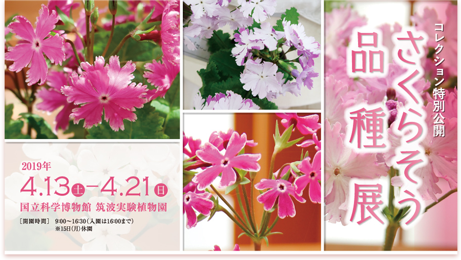 さくらそう品種展