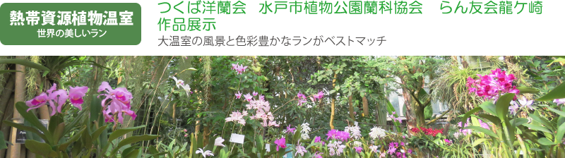 熱帯資源植物温室　世界の美しいラン　つくば洋蘭会・水戸市植物公園蘭科協会・らん友会龍ケ崎作品展示