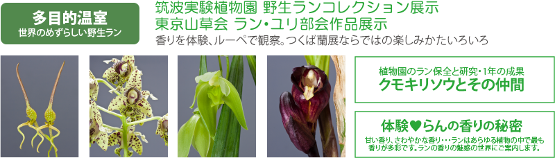 多目的温室　世界のめずらしい野生ラン　筑波実験植物園　野生ランコレクション展示　東京山草会ラン・ユリ部会作品展示