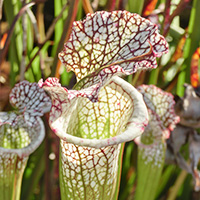 食虫植物　サラセニア