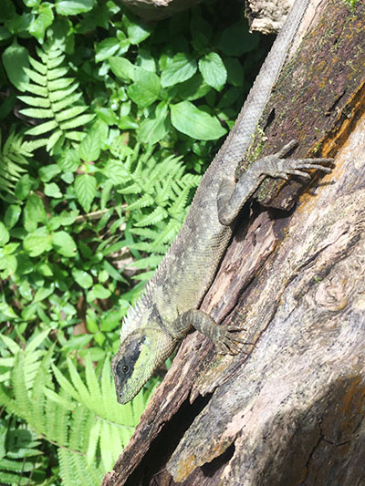 キノボリトカゲの仲間