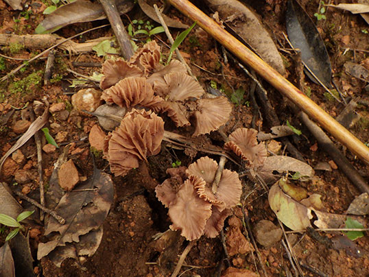 カレバキツネタケ