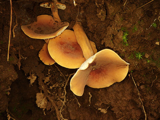 チチタケにそっくりなきのこ