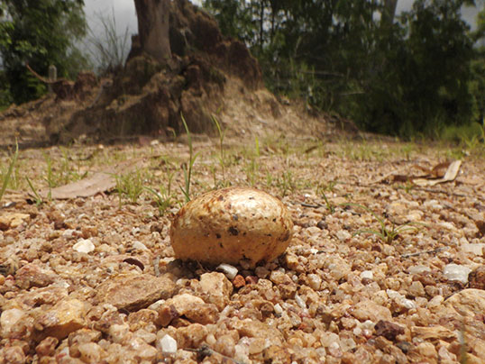 コツブタケの仲間