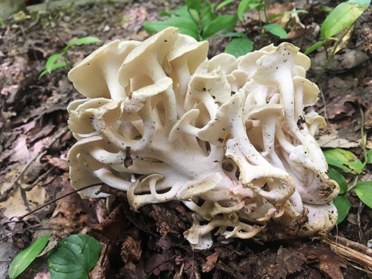 チョレイマイタケ