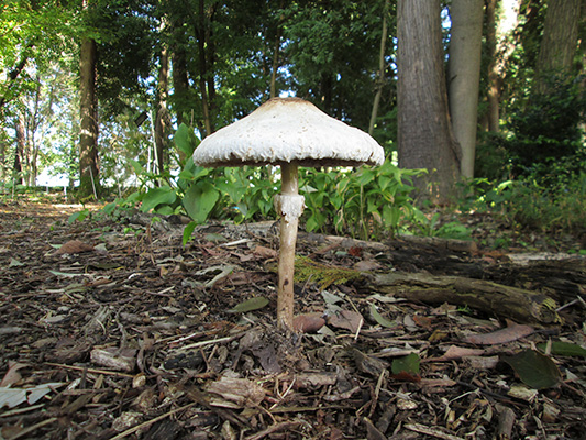 マントカラカサタケ