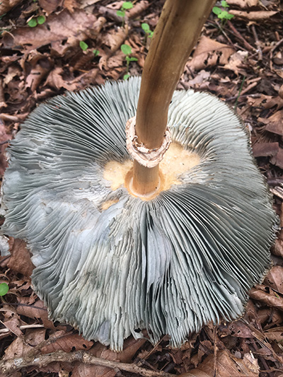 オオシロカラカサタケ裏