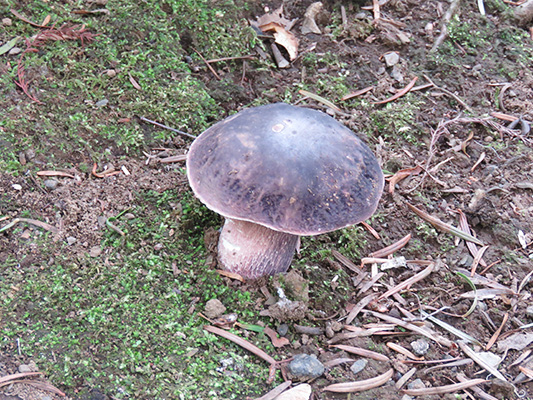 ムラサキヤマドリタケ