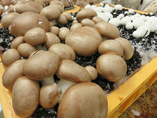 マッシュルーム