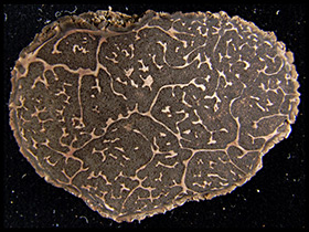 トリュフ（地下生菌）イメージ