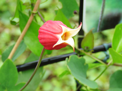 クレマチス・テクセンシス